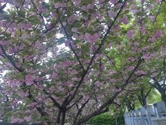-嘉定紫藤园