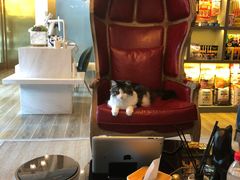 -猫大福·Fortune Cat猫舍(百子湾店)