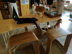 -猫咖时代(中山亭店)