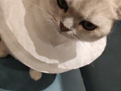 -滚猫咖啡·猫咖·猫友好撸猫(未来城店)