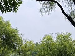 -上海共青森林公园