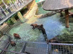 -深圳野生动物园