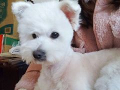 -犬也宠物造型(恒茂国际都会商业街店)