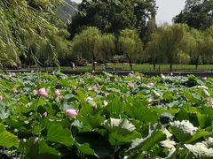 -西湖外事游船(花港观鱼码头)