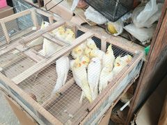 -中环花鸟鱼虫市场