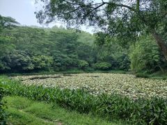 -番禺大夫山森林公园