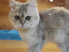 -猫十亿·布偶金渐层·曼基康矮脚猫舍(青年路店)