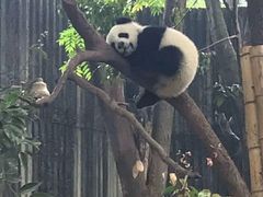-都江堰中华大熊猫苑