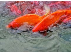 -蜻蜓逐宴全日制西餐厅I古北水镇大酒店