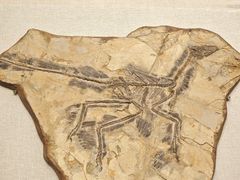 -辽宁古生物博物馆