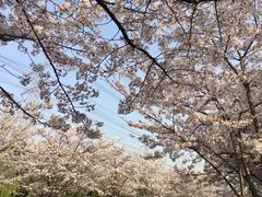 -高东镇樱花园