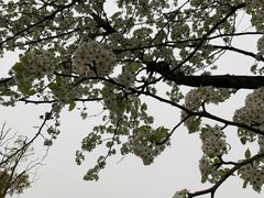 -盘龙城国家考古遗址公园