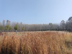 -东郊湿地公园
