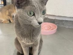 -琪喵猫屋·撸猫猫咖·猫舍