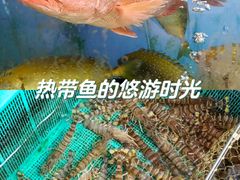 -景隆乳鸽王海鲜餐厅(溪涌店)