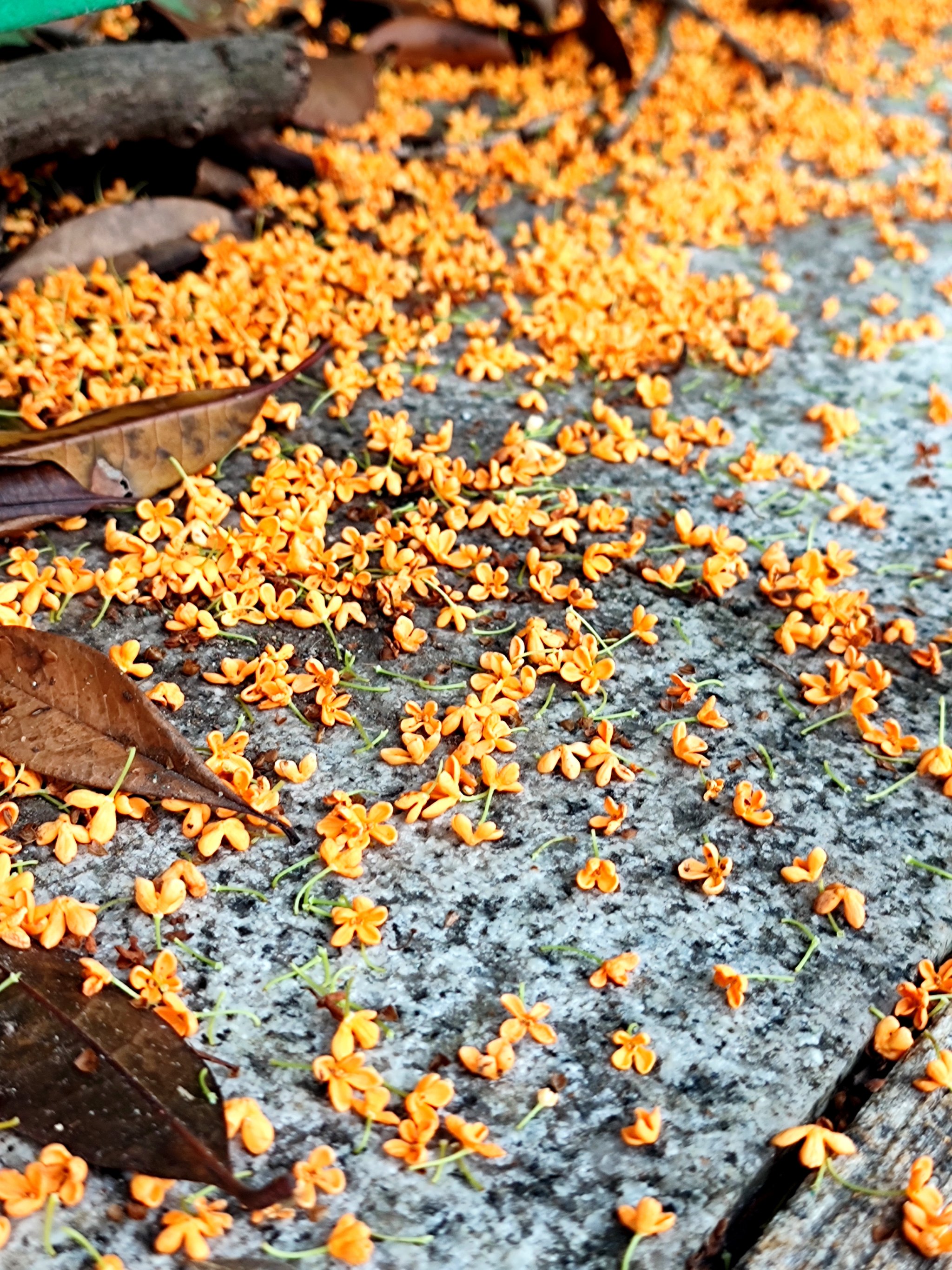 桂花落满地图片