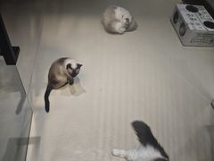 -藏猫猫咖啡主题馆(中央大道店)