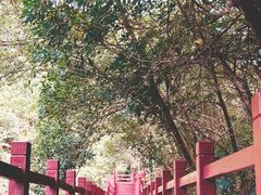 -广州白江湖森林公园