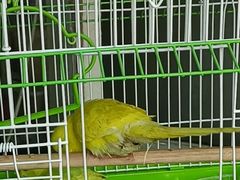 -青石桥花鸟鱼虫市场(叠翠城店)