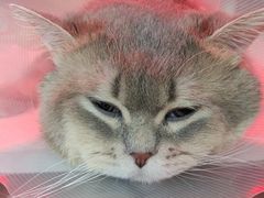 -爱诺耐芙动物医院(万博店)