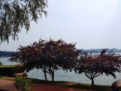 -丁香湖公园