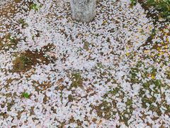 -海棠花溪(元大都城垣遗址公园)