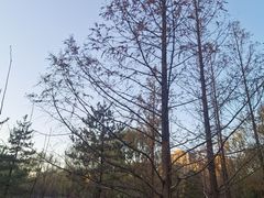 -元大都城垣遗址公园