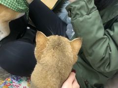 -柴迷FANS CLUB·柴犬狗咖·猫咖