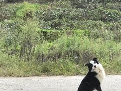 -西安京西宠物医院·瘫痪·疑难杂症