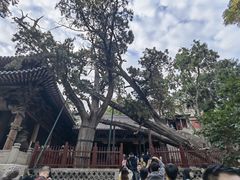 -晋祠公园