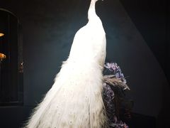 -滇野云南野生菌餐厅(陕西南路店)