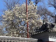 -北京艺术博物馆(万寿寺)