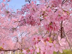 -天适樱花悠乐园