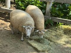 -神户市立六甲山牧场