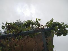 -厦门园林博览苑