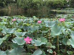 -新江湾城公园