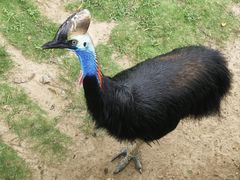 -西霞口神雕山野生动物世界