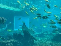 -海棠湾洲际-涛·海底餐厅·美人鱼·自助餐·海底隧道