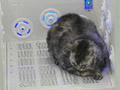 -爱洗澡的猫(望京店)