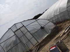 -胜丰草莓采摘园