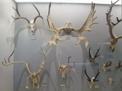 -北京麋鹿生态实验中心