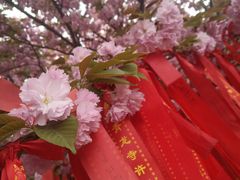 -西安青龙寺遗址景区