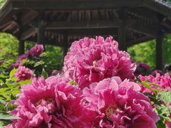 -济南植物园