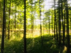 -桤木河湿地公园