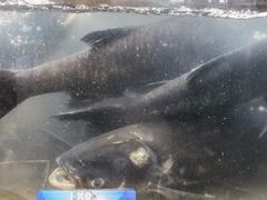 -上名堂·鱼头好吃(体育场路店)