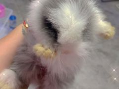 -钓仓鼠(洋桥北里小区店)