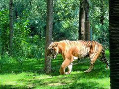 -北京野生动物园