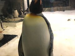 -悉尼海洋生物水族馆