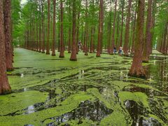 -渌洋湖湿地公园