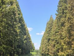 -黄海国家森林公园